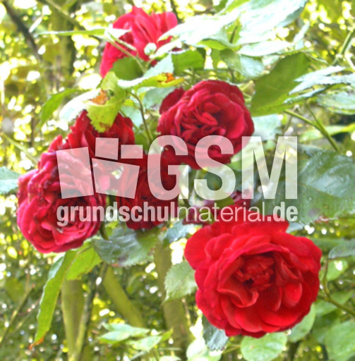 Rose-3B.jpg